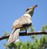 Yellow-Billed Cuckoo