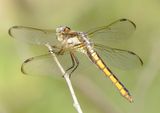 Comanche Skimmer