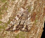 Tearful Underwing Moth