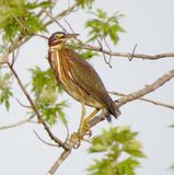 Green Heron