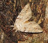 Bride Underwing Moth