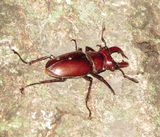 Giant Stag Beetle