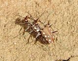 Western Red-Bellied Tiger Beetle