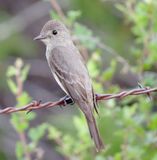 Western Wood Pewee