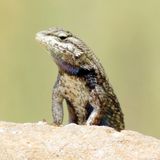 Prairie Lizard