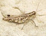 Juniper Grasshopper