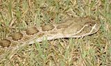 Prairie Rattlesnake
