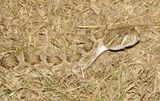 Prairie Rattlesnake