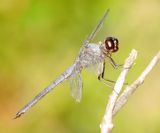 Slaty Skimmer