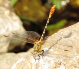 Eastern Ringtail