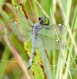 Spangles Skimmer