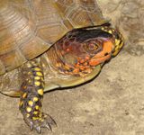 Three-Toed Box Turtle