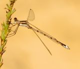 Southern Spreadwing