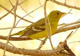 Western Tanager
