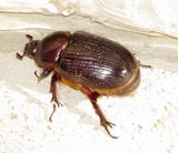 Genus Orizabus