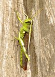 Obscure Bird Grasshopper