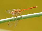 Autumn Meadowhawk