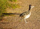 Greater Roadrunner