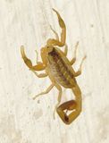 Striped Bark Scorpion