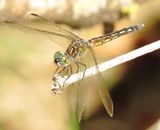 Blue Dasher