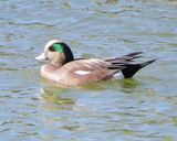 American Wigeon