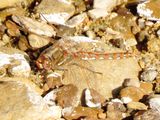 Variegated Meadowhawk