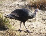 Wild Turkey