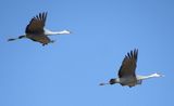 Sandhill Crane