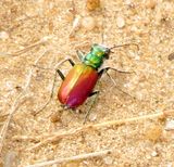 Festive Tiger Beetle