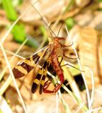 Nuptial Scorpionfly