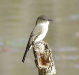 Eastern Phoebe