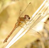 Autumn Meadowhawk