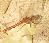 Variegated Meadowhawk