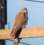 Prairie Falcon