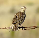 Western Meadowlark