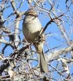 Rufous-Crowned Sparrow