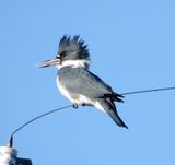 Belted Kingfisher