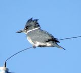 Belted Kingfisher
