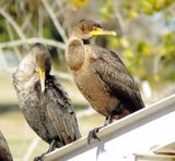 Double-Crested Cormorant