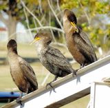 Double-Crested Cormorant