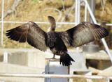 Double-Crested Cormorant