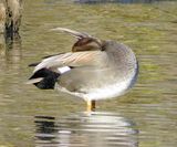 Gadwall