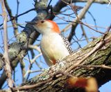 Red-Bellied Woodpecker