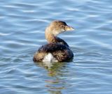 Pied-Billed Grebe