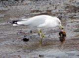 Ring-Billed Gull