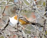 Spotted Towhee