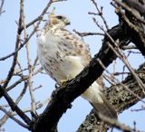 Red-Tailed Hawk