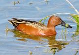 Cinnamon Teal