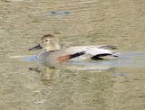 Gadwall