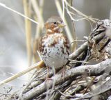 Fox Sparrow